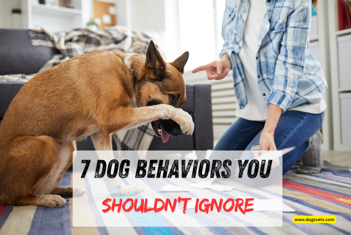 7 Dog Behaviors You Shouldn't Ignore